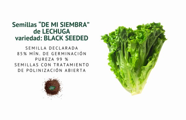lechuga black seeded semillas informaciÓn