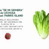 lechuga parris island semillas informaciÓn