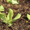lechuga parris island foto 1