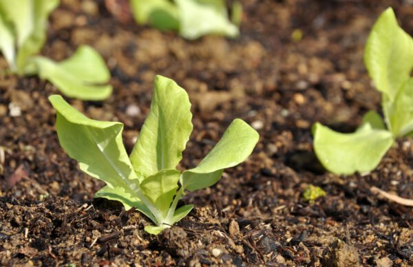 lechuga parris island foto 1