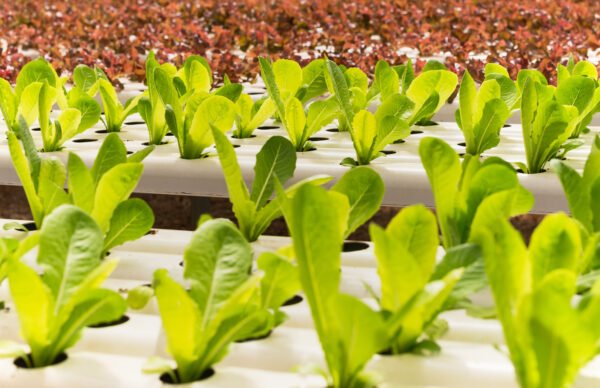 lechuga parris island foto 2