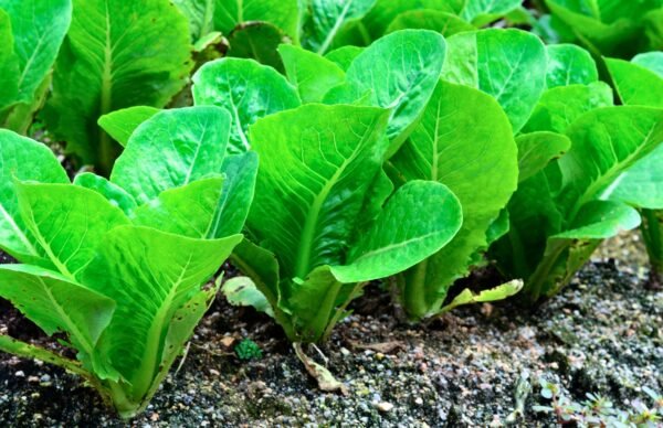 lechuga parris island foto 4
