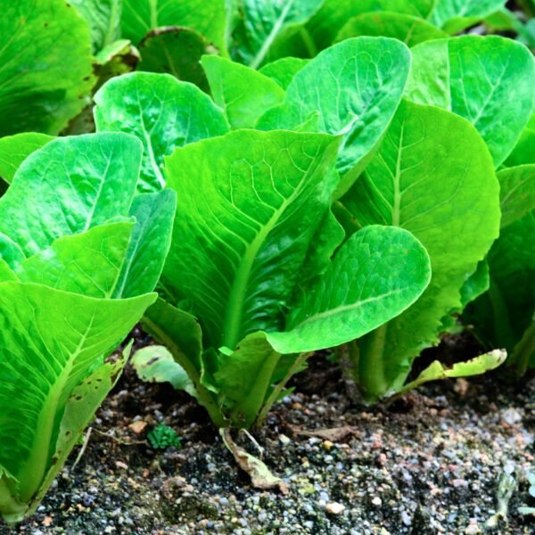 lechuga parris island foto 4