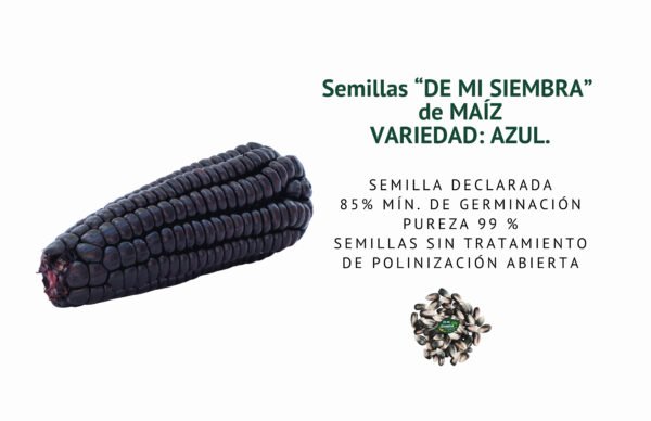 maÍz azul semillas informaciÓn