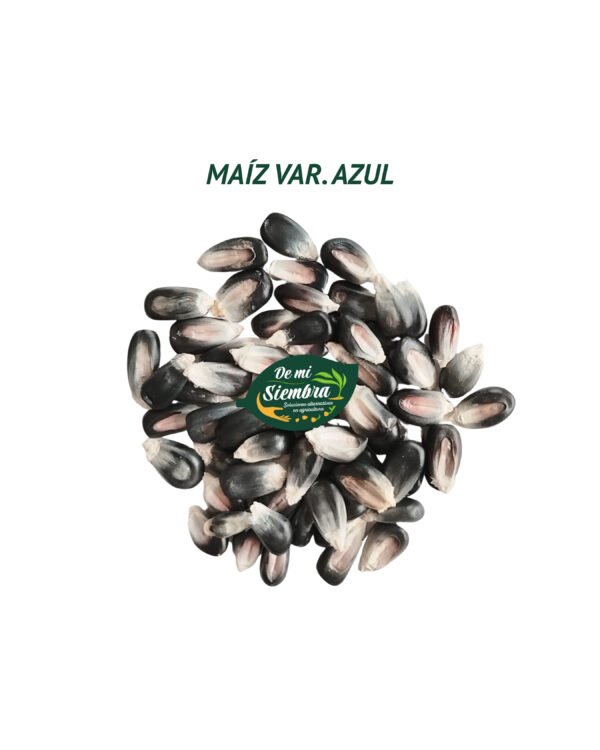 maíz azul semillas 1