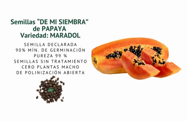 papaya maradol semillas informaciÓn