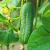 pepino poinset foto 6 (1)