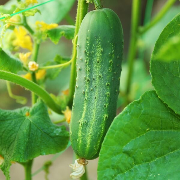 pepino poinset foto 6 (1)