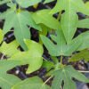 papaya 2