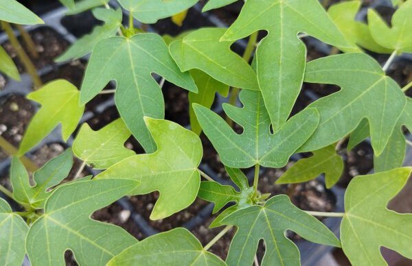 papaya 2