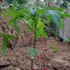 papaya foto 1