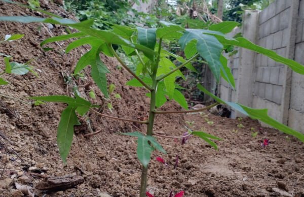 papaya foto 1