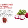 rabano champion semillas informaciÓn