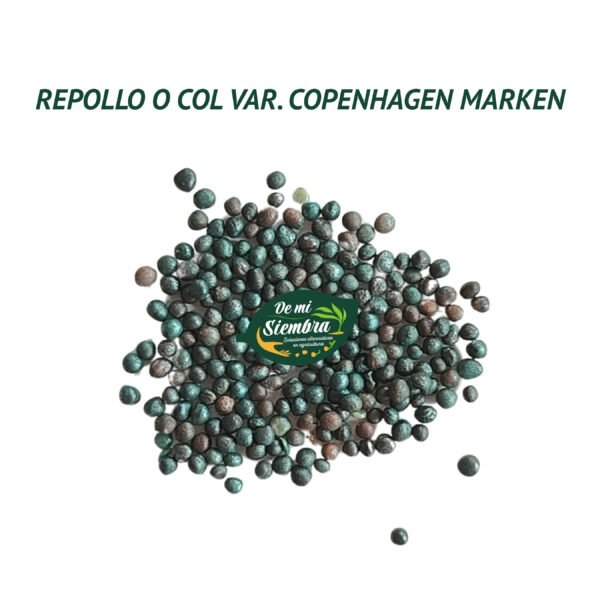 repollo copenhagen semillas 1 repollo copenhagen semillas 1