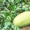 sandia charleston foto 3