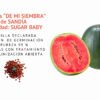sandÍa sugar baby semillas informaciÓn