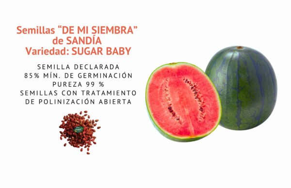 sandÍa sugar baby semillas informaciÓn