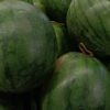 sandia sugar baby foto 1