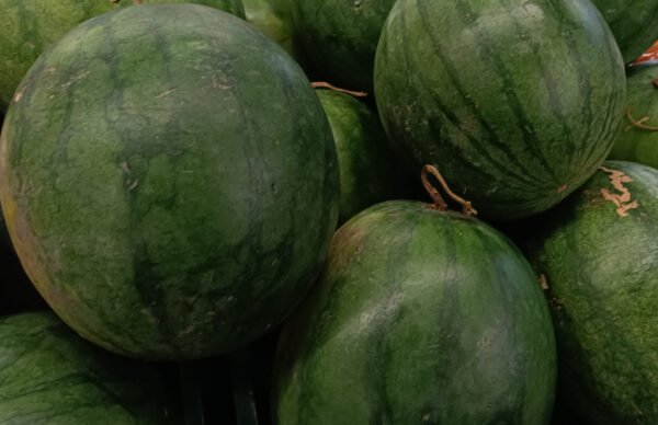 sandia sugar baby foto 1