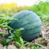 sandia sugar baby foto 2