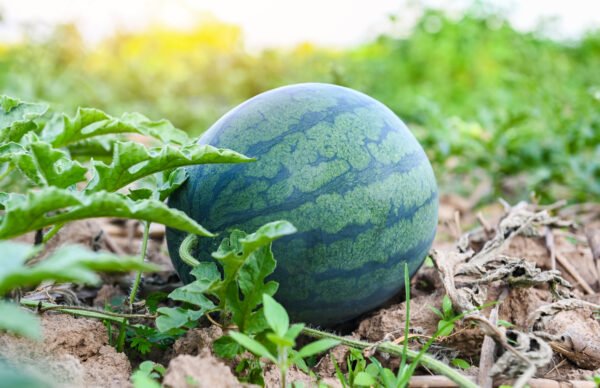 sandia sugar baby foto 2