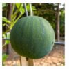 sandia sugar baby foto 3
