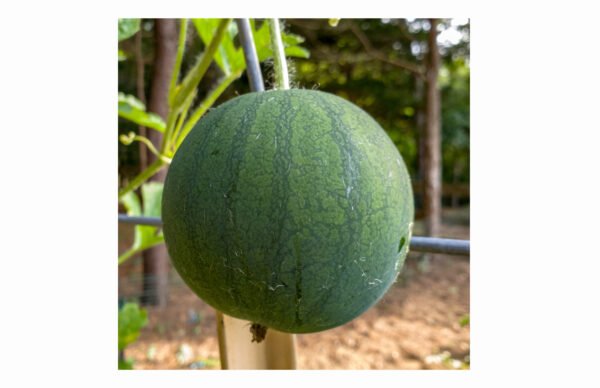 sandia sugar baby foto 3
