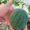 sandia sugar baby foto 6