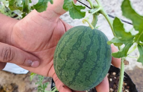 sandia sugar baby foto 6