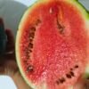 sandia sugar baby foto 8