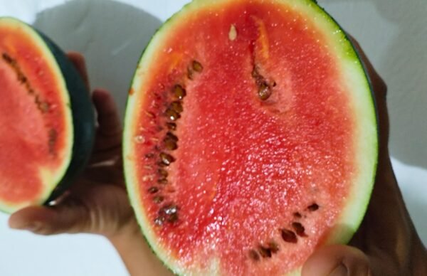 sandia sugar baby foto 8