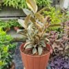 sustrato para plantas en macetas 1 sustrato para plantas en macetas 1