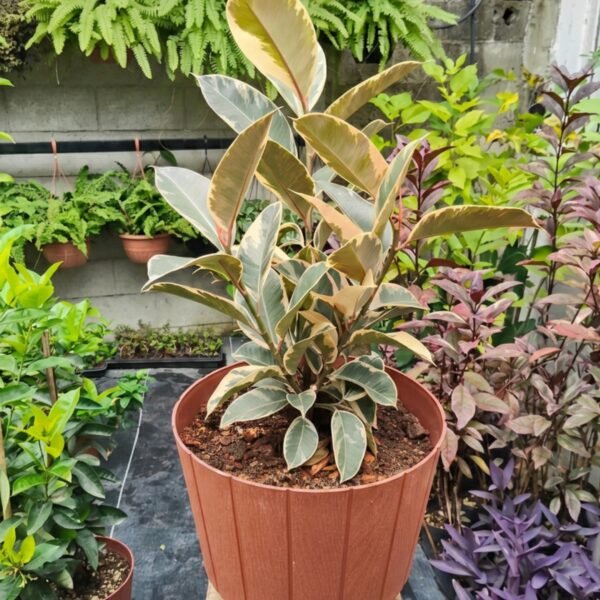 sustrato para plantas en macetas 1
