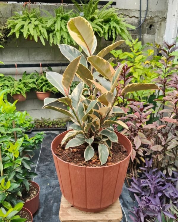 sustrato para plantas en macetas 1 sustrato para plantas en macetas 1