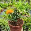 sustrato para plantas en macetas 2 sustrato para plantas en macetas 2