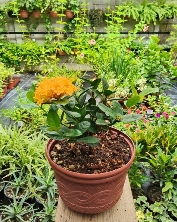 sustrato para plantas en macetas 2 sustrato para plantas en macetas 2