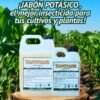 xapotasik ambos con titulo