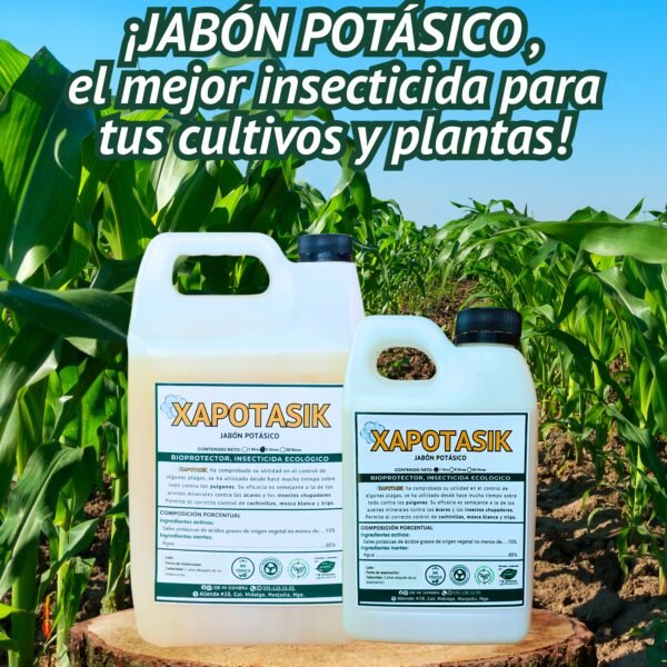 xapotasik ambos con titulo