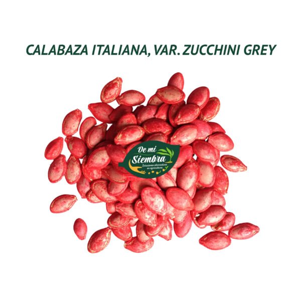 calabaza italiana zucchini grey semillas 1
