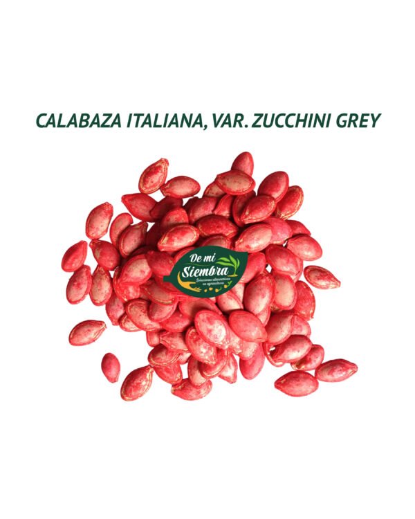 calabaza italiana zucchini grey semillas 1