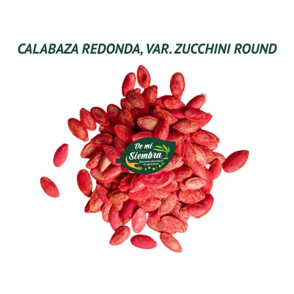 calabaza redonda zucchini round semillas 2