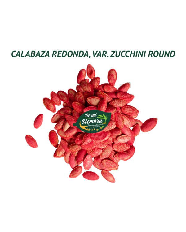 calabaza redonda zucchini round semillas 2