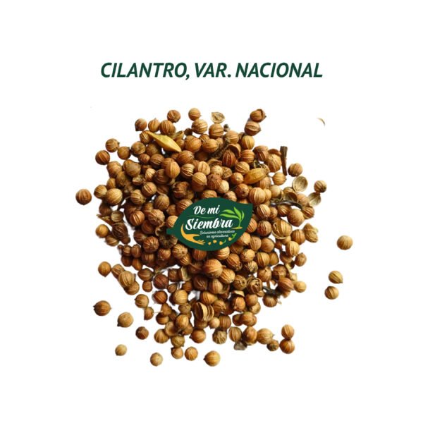 cilantro nacional semillas 1