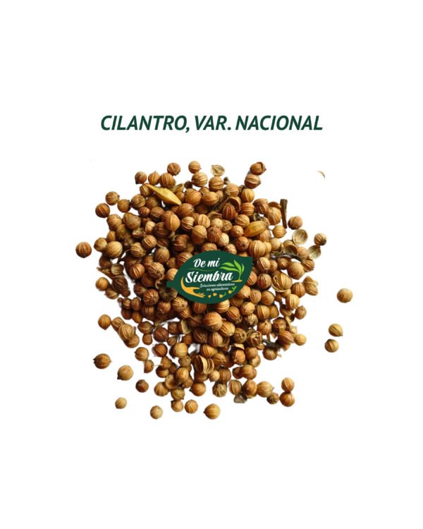cilantro nacional semillas 1