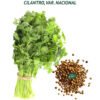 cilantro nacional semillas