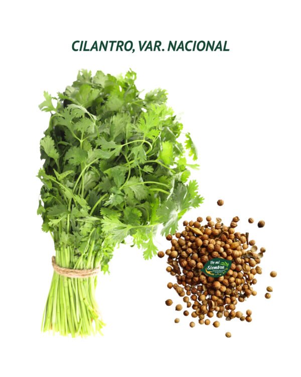 cilantro nacional semillas