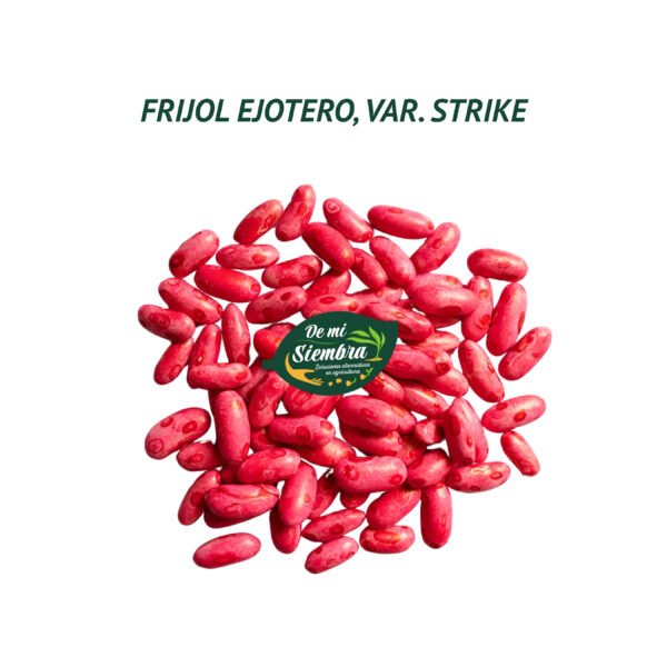 frijol ejotero strike semillas 1 frijol ejotero strike semillas 1