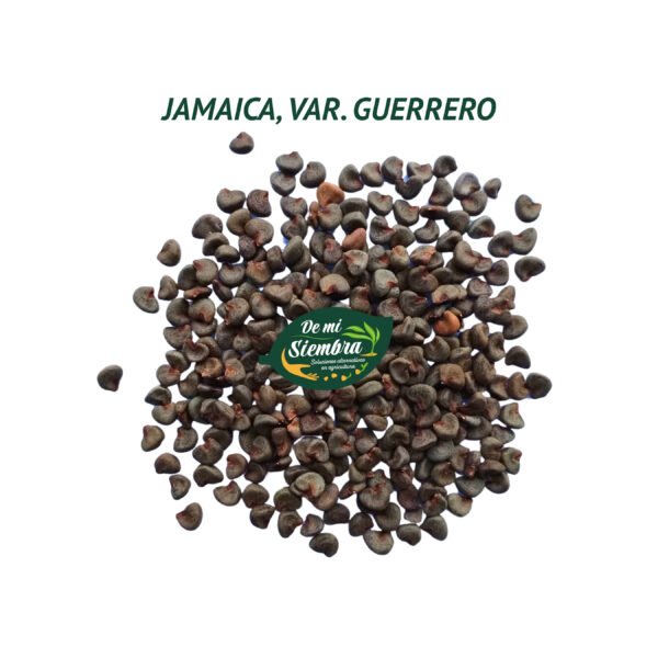 jamaica guerrero semillas 1