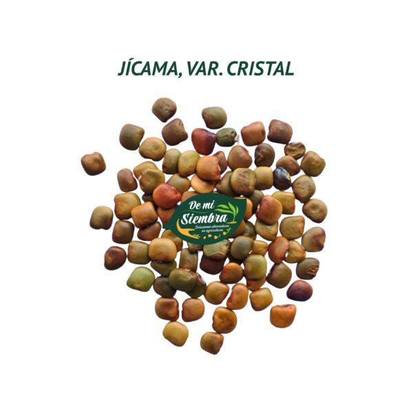 jícama cristal semillas 1