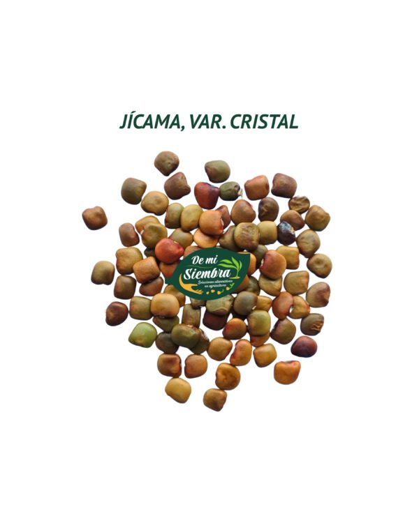 jícama cristal semillas 1